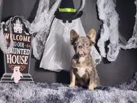 Flower, a female French Bulldog for sale in Palm Beach, FL – Photo 6 of 6