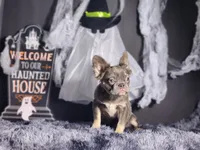 Flower, a female French Bulldog for sale in Palm Beach, FL – Photo 5 of 6