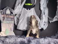 Flower, a female French Bulldog for sale in Palm Beach, FL – Photo 3 of 6