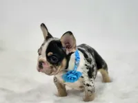 Aurora, a female French Bulldog for sale in Palm Beach, FL – 8 of 9