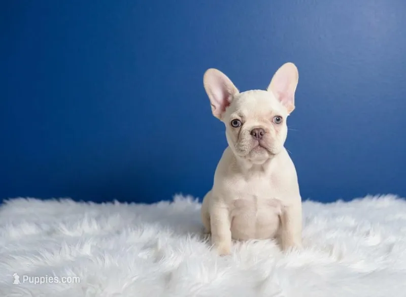 Flash – French Bulldog puppy for sale in Palm Beach, FL