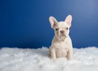 Flash, a male French Bulldog for sale in Palm Beach, FL – Photo 1 of 6