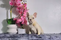 Flash, a male French Bulldog for sale in Palm Beach, FL – Photo 4 of 4