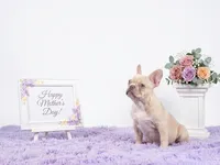 Colby, a male French Bulldog for sale in Palm Beach, FL – 2 of 3