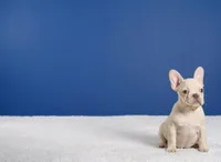 Flash, a male French Bulldog for sale in Palm Beach, FL – Photo 2 of 6