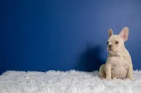 Flash, a male French Bulldog for sale in Palm Beach, FL – Photo 5 of 6