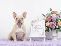 Colby, a male French Bulldog for sale in Palm Beach, FL – 1 of 3