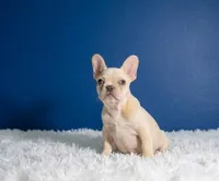 Flash, a male French Bulldog for sale in Palm Beach, FL – Photo 3 of 6