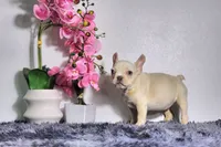 Flash, a male French Bulldog for sale in Palm Beach, FL – Photo 3 of 4