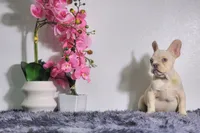 Flash, a male French Bulldog for sale in Palm Beach, FL – Photo 1 of 4