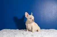 Flash, a male French Bulldog for sale in Palm Beach, FL – Photo 4 of 6
