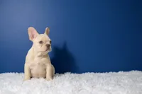 Flash, a male French Bulldog for sale in Palm Beach, FL – Photo 6 of 6