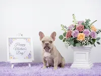 Colby, a male French Bulldog for sale in Palm Beach, FL – 3 of 3