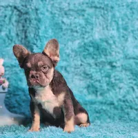Arturo, a male French Bulldog for sale in Palm Beach, FL – 3 of 8