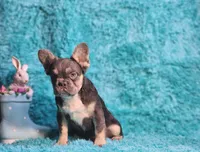 Arturo, a male French Bulldog for sale in Palm Beach, FL – Photo 3 of 8