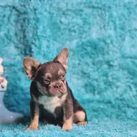 Arturo, a male French Bulldog for sale in Palm Beach, FL – 7 of 8