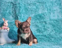 Arturo, a male French Bulldog for sale in Palm Beach, FL – Photo 7 of 8