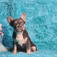 Arturo, a male French Bulldog for sale in Palm Beach, FL – 6 of 8