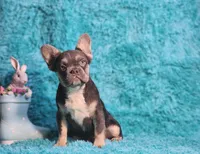 Arturo, a male French Bulldog for sale in Palm Beach, FL – Photo 6 of 8