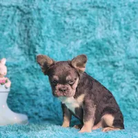 Arturo, a male French Bulldog for sale in Palm Beach, FL – 8 of 8