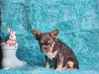Arturo, a male French Bulldog for sale in Palm Beach, FL – Photo 8 of 8