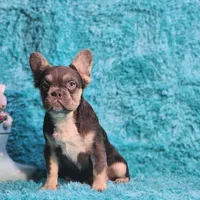 Arturo, a male French Bulldog for sale in Palm Beach, FL – 2 of 8