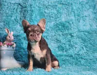 Arturo, a male French Bulldog for sale in Palm Beach, FL – Photo 2 of 8