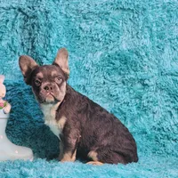 Arturo, a male French Bulldog for sale in Palm Beach, FL – 4 of 8