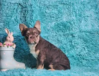 Arturo, a male French Bulldog for sale in Palm Beach, FL – Photo 4 of 8