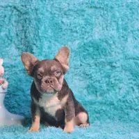 Arturo, a male French Bulldog for sale in Palm Beach, FL – 5 of 8