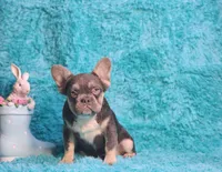Arturo, a male French Bulldog for sale in Palm Beach, FL – Photo 5 of 8