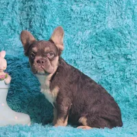 Arturo, a male French Bulldog for sale in Palm Beach, FL – 1 of 8