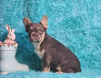 Arturo, a male French Bulldog for sale in Palm Beach, FL – Photo 1 of 8