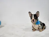 Aurora, a female French Bulldog for sale in Palm Beach, FL – 6 of 9
