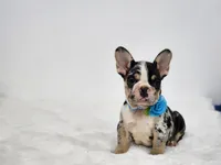 Aurora, a female French Bulldog for sale in Palm Beach, FL – 3 of 9