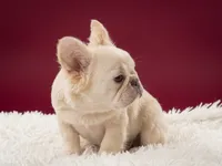 Emmet, a male French Bulldog for sale in Palm Beach, FL – 4 of 6