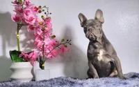 Leo, a male French Bulldog for sale in Palm Beach, FL – 5 of 5
