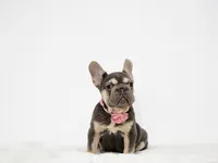 Kika, a female French Bulldog for sale in Palm Beach, FL – 7 of 9