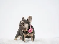 Kika, a female French Bulldog for sale in Palm Beach, FL – 8 of 9