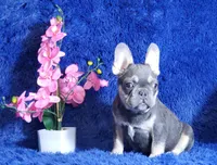 Lucky, a male French Bulldog for sale in Palm Beach, FL – Photo 4 of 5