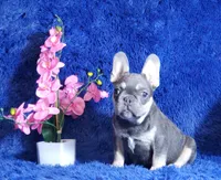 Lucky, a male French Bulldog for sale in Palm Beach, FL – Photo 5 of 5