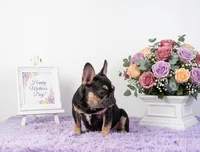 Lucky, a male French Bulldog for sale in Palm Beach, FL – 4 of 8