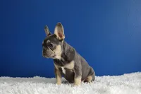 Lucky, a male French Bulldog for sale in Palm Beach, FL – Photo 5 of 8