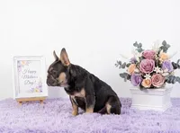 Lucky, a male French Bulldog for sale in Palm Beach, FL – 3 of 8