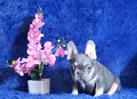Lucky, a male French Bulldog for sale in Palm Beach, FL – Photo 1 of 5