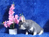 Lucky, a male French Bulldog for sale in Palm Beach, FL – Photo 2 of 5