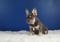 Lucky, a male French Bulldog for sale in Palm Beach, FL – Photo 4 of 8