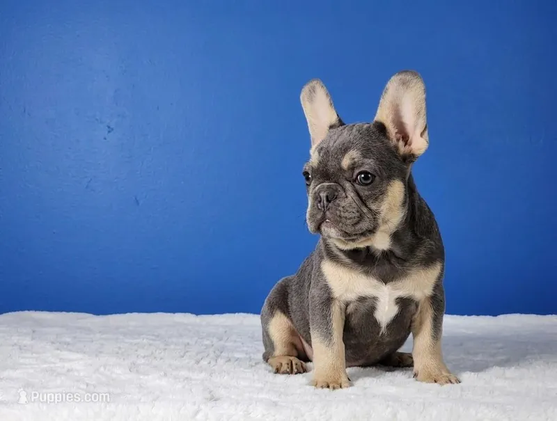 Lucky – French Bulldog puppy for sale in Palm Beach, FL