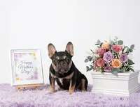 Lucky, a male French Bulldog for sale in Palm Beach, FL – 2 of 8