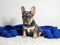 Lucky, a male French Bulldog for sale in Palm Beach, FL – Photo 6 of 8